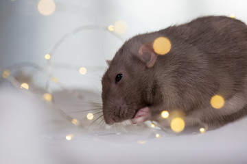beige rat sitting among light garland; symbol of New Year 2020