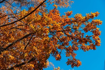 autumn leaves on tree