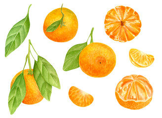 Watercolor tangerine set. Hand drawn botanical illustration of peeled mandarins, citrus fruits with leaves and slices. Clipart elements isolated on white background.