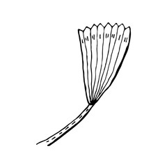 Plant leaf vector doodle illustration. Tropical, exotic plant. Sticker, icon, decoration.