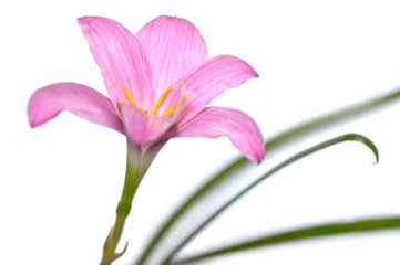 Pink rain lily (Zephyranthes sp.) on white background