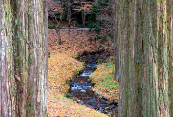 樹木公園の小川