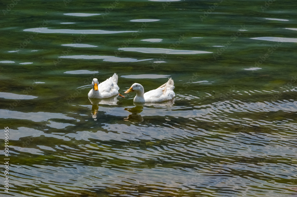 Wall mural two white heavy ducks, american pekin also known as the aylesbury or long island duck