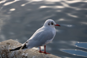 seagull sitting on stone near water
