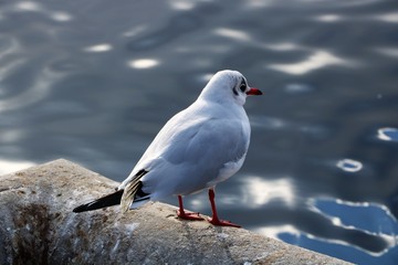 seagull sitting on stone near water