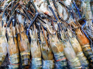 Tiger prawn Fresh food that is sold in the market. Buy for cooking Tom yum Kung.