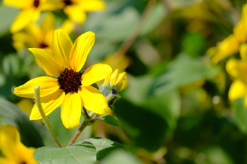 Tithonia diversifolia bright yellow flowers in the garden