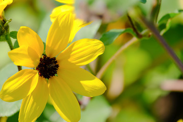 Tithonia diversifolia bright yellow flowers in the garden