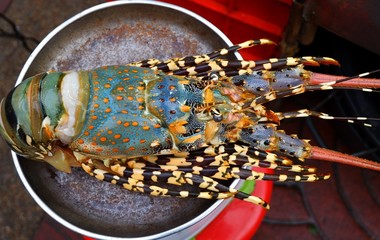 Fresh Lobster shrimp In the tray prepared to cook.