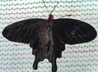 Tropical butterfly Kotzebue (Pachliopta kotzebuea)