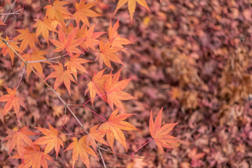 Closeup of autumn maple leaves.