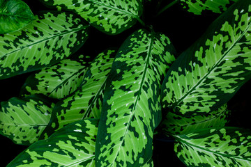 green leaves nature background, closeup leaves texture, tropical leaves