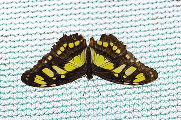 Obraz premium Tropical butterfly Siproeta (Siproeta stelenes)