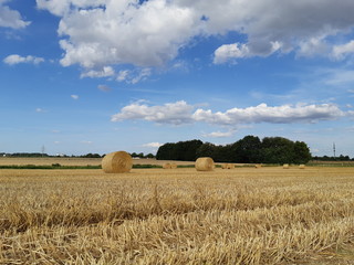 Fototapeta premium field and blue sky