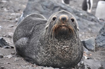 Antarctic Fur Seal (Arctocephalus gazella) is looking at the camera, Carlini Base (Argentine...