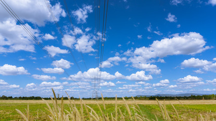 Utility poles, rice field, grass flowers and blue sky.