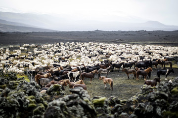 Troupeau de chevaux et de moutons en Islande dans un paysage volcanique