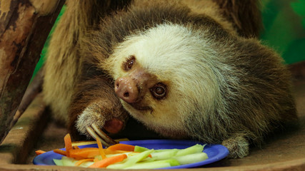 Cute closeup of a two toed sloth who is about to eat its food. Sloth sanctuary in Limon, Costa Rica. © ACKATS