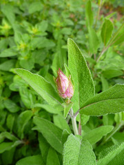 Aromatic common sage bud and leaves (Salvia forsskaolii, indigo woodland sage, Salvia officinalis). Common sage young sprout in  purple and violet, little sage bud growing in a herb garden. 