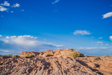 Bushes and Sand at Page,Arizona USA