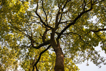 Fototapeta premium Sorbus torminalis tree crown. Growing in Brzeki Nature Reserve, Wdecki Landscape Park, Poland.