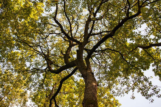 Sorbus torminalis tree crown. Growing in Brzeki Nature Reserve, Wdecki Landscape Park, Poland.