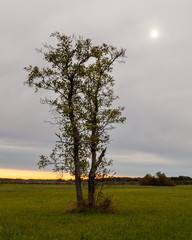 Aspen tree on a meadow. Altostratus cloud covers whole sky. Sun visible behind the gray cloud.