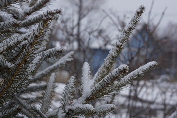 branches covered with snow