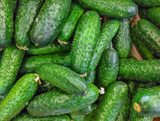 Fresh organic green cucumbers on a market shelf