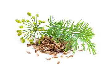 Fennel plant and dill with seeds isolated.