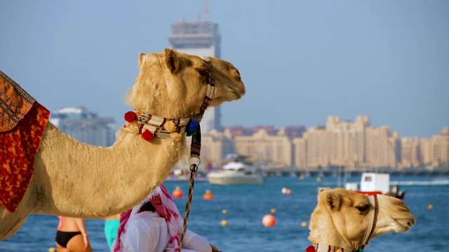 Camels on Dubai Marina beach waiting for tourists in sunny day