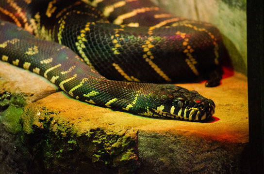 Snake