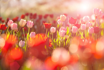 Beautiful bouquet of red and pink tulips in spring nature for card design and web banner. Selective focus - obrazy, fototapety, plakaty