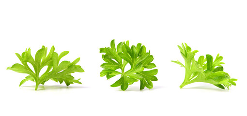 small sprigs of fresh parsley. (macro focus stacking) © Bells7