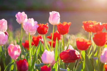Beautiful bouquet of red and pink tulips in spring nature for card design and web banner. Selective...