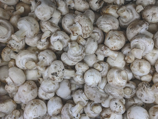 Fresh organic champignon mushrooms on a market shelf