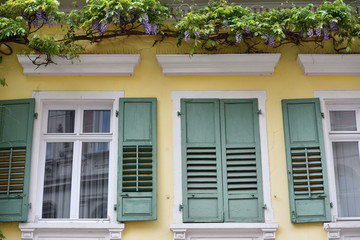Fototapeta na wymiar The windows of an old house with wooden shutters and above them grows and blooms wisteria in a European city