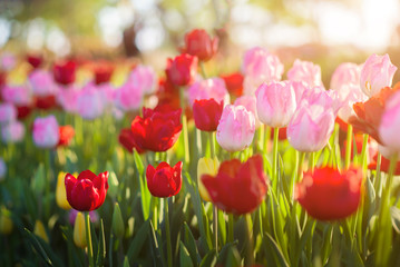 Beautiful bouquet of red and pink tulips in spring nature for card design and web banner. Selective focus