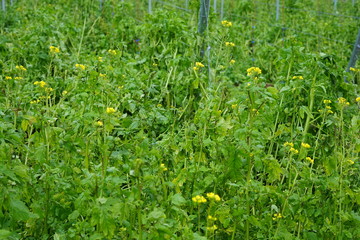 Begrünter Boden eines Weingartens