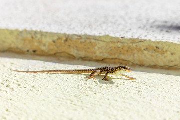 Lizard