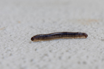 Millipede