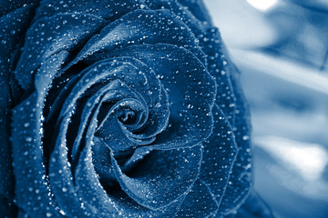 Blue rose close up with dew drops with blue tintend - 309200879