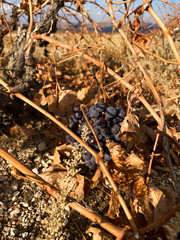 Grapes hang on the dry branches of a vineyard against a blue sky. Turkey. Autumn.