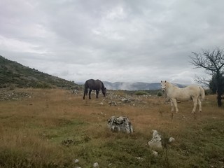 Obraz premium horse