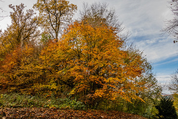 Bunter Herbstbaum