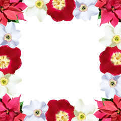 Beautiful floral background of poinsettia, narcissuses and tulips. Isolated
