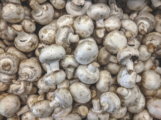 Fresh organic champignon mushrooms on a market shelf