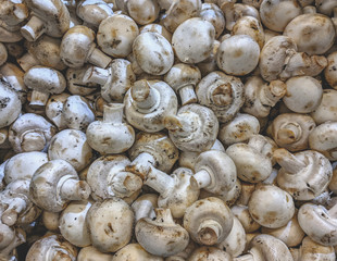 Fresh organic champignon mushrooms on a market shelf