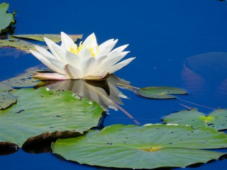 White lily pad in blue water in Georgia