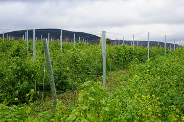 Bodenbegrünung eines Weingartens der Südlichen Weinstrasse